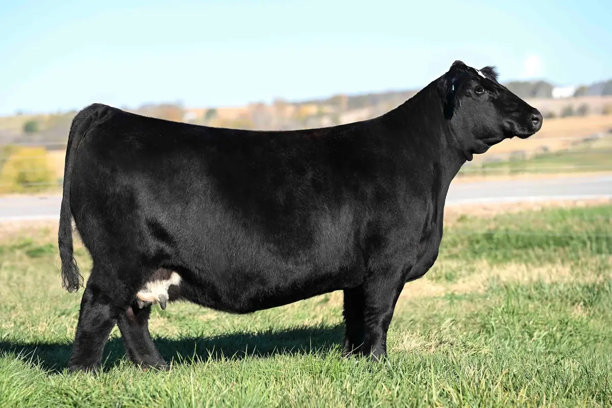 Toro Angus negro de cabaña