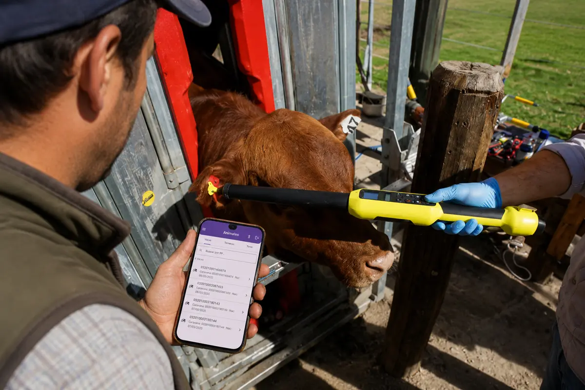 Operario leyendo la caravana con un bastón RFID mientras otro registra en la app GEN.ar